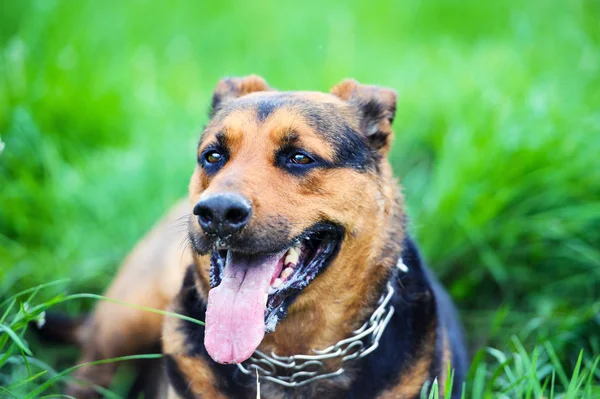 Grappige hond op groen gras — Stockfoto