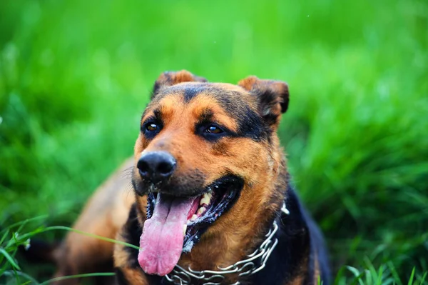 Güzel bir köpeğin portresi. — Stok fotoğraf