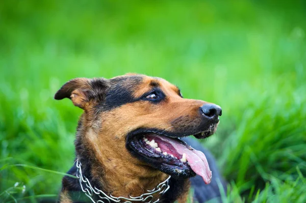Αστείο σκυλί στο πράσινο γρασίδι — Φωτογραφία Αρχείου