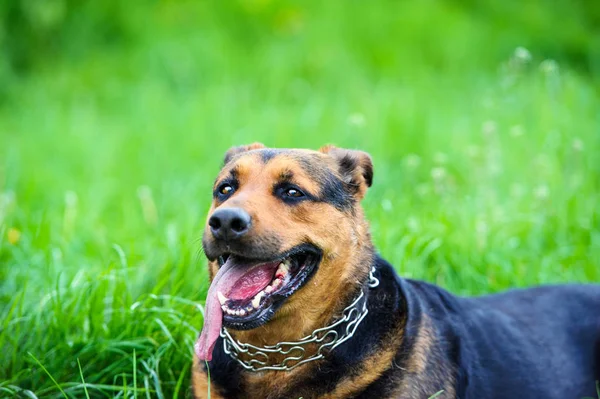 Yeşil çimlerin üzerinde komik bir köpek — Stok fotoğraf