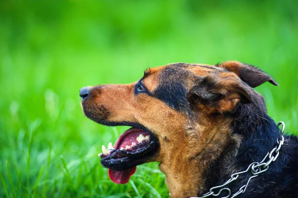 Portret van een prachtige hond — Stockfoto