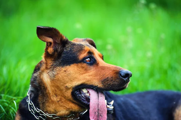 Portret van een prachtige hond — Stockfoto