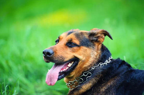 Porträtt av en vacker hund — Stockfoto