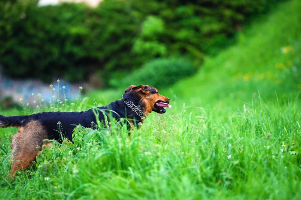 Portret van een prachtige hond — Stockfoto