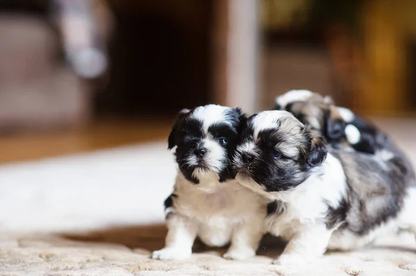 Cachorros bonitos estão sentados no sofá — Fotografia de Stock