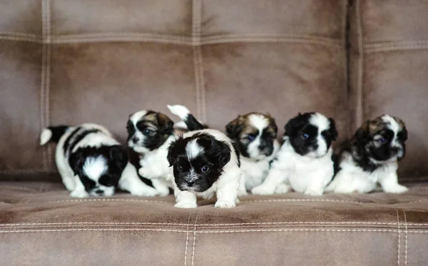 Милые щеночки сидят на диване. — стоковое фото