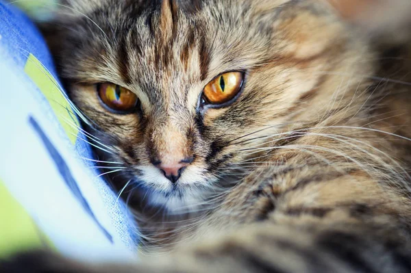 Komik bir kedinin portresi — Stok fotoğraf