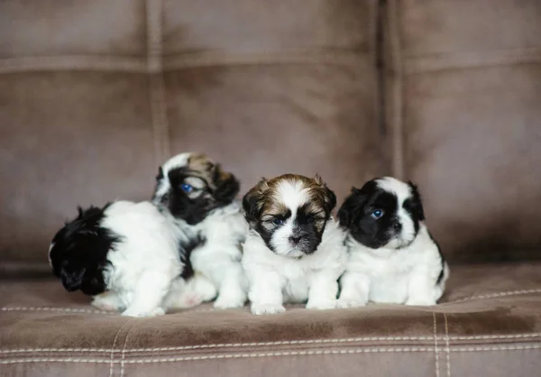 Cachorros bonitos estão sentados no sofá — Fotografia de Stock