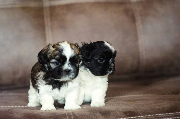 Lindos cachorros están sentados en el sofá — Foto de Stock