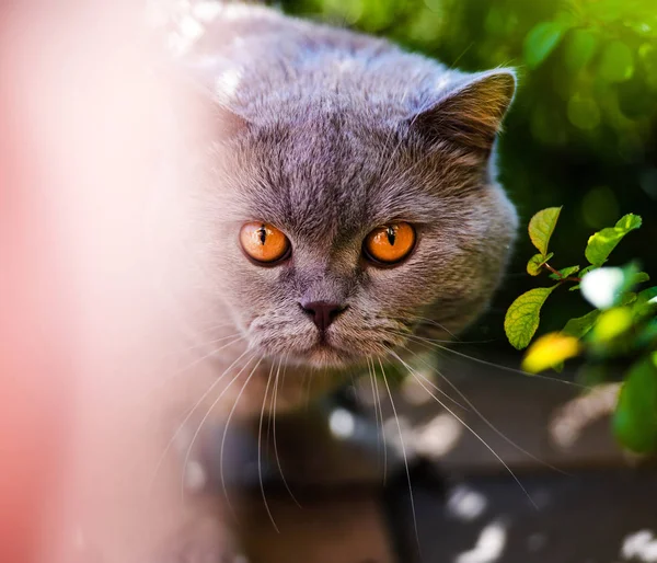 Gato doce entre as folhas — Fotografia de Stock