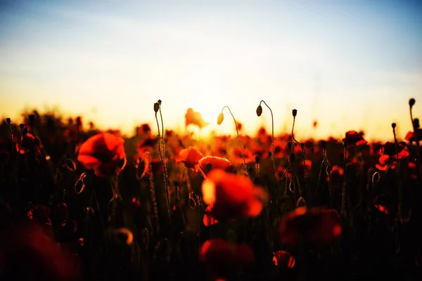 Wunderschönes Feld roter Mohnblumen im Licht des Sonnenuntergangs — Stockfoto