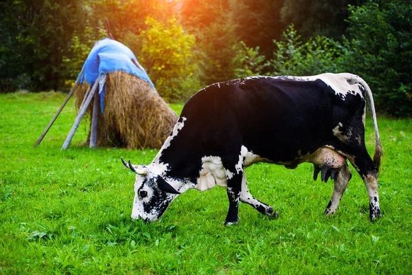 Vaches broutant sur un champ vert — Photo