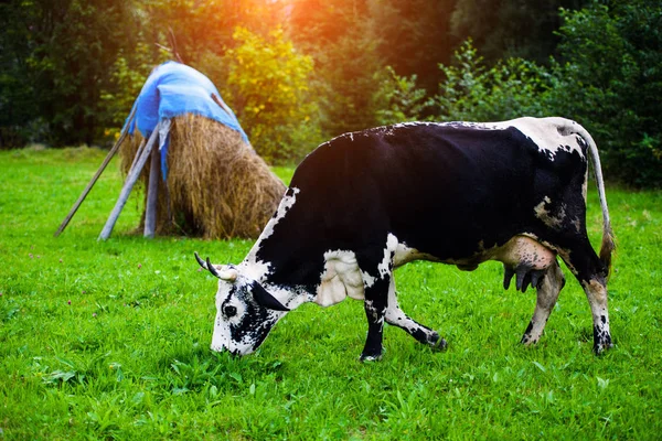 Mucche al pascolo su un campo verde — Foto Stock