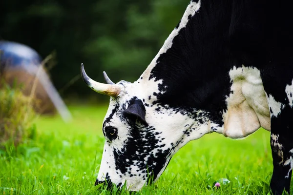 Kor som betar på ett grönt fält — Stockfoto