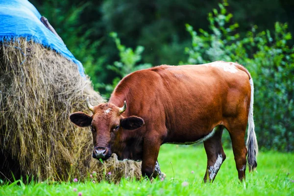Коровы пасутся на зеленом поле — стоковое фото