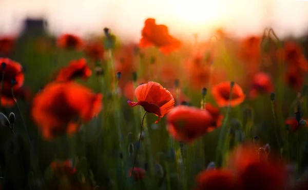 Hermoso campo de amapolas rojas en la luz del atardecer —  Fotos de Stock