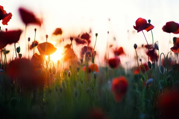 Hermoso campo de amapolas rojas en la luz del atardecer —  Fotos de Stock