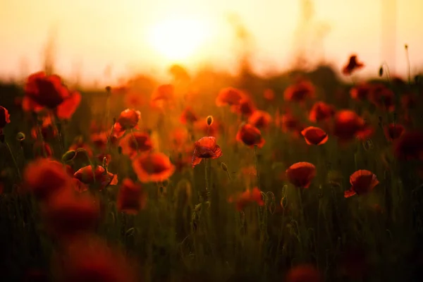Belo campo de papoilas vermelhas na luz do pôr do sol — Fotografia de Stock