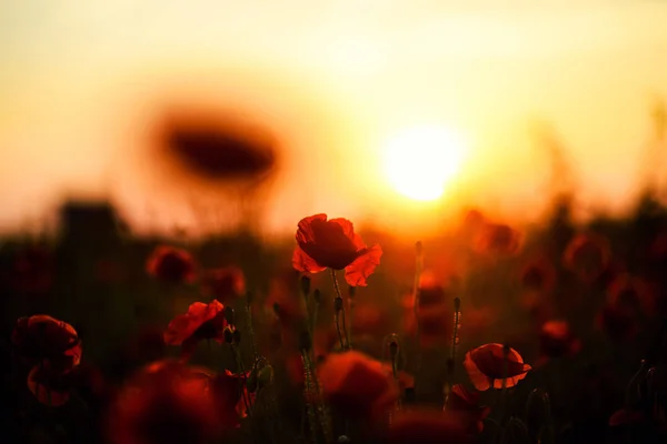 Belo campo de papoilas vermelhas na luz do pôr do sol — Fotografia de Stock