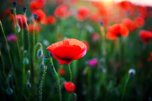 Beautiful field of red poppies in the sunset light — Stock Photo, Image
