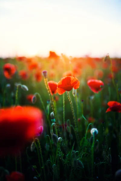 Hermoso campo de amapolas rojas en la luz del atardecer —  Fotos de Stock