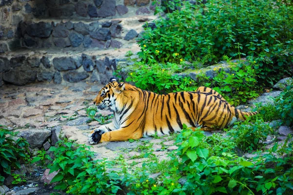 Bella Tigre Amur Sullo Sfondo — Foto Stock
