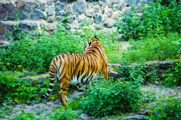 Красивый Амурский Тигр Заднем Плане — стоковое фото
