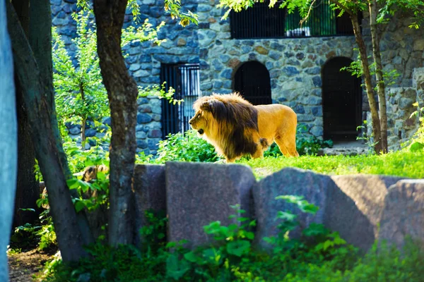 Beautiful Mighty Lion — Stock Photo, Image