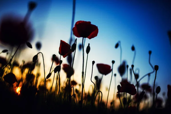 Hermoso campo de amapolas rojas en la luz del atardecer — Foto de Stock