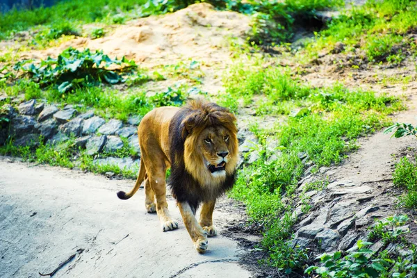 Красиві могутній лев — стокове фото