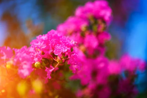 Beautiful Spring Flowers Background — Stock Photo, Image