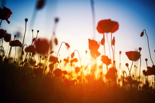 Belo campo de papoilas vermelhas na luz do pôr do sol — Fotografia de Stock