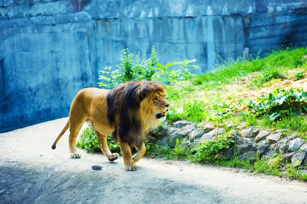 Hermoso león poderoso — Foto de Stock