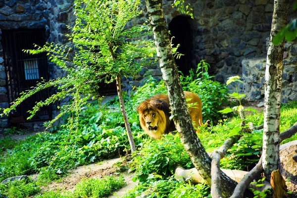 Krásné mocného lva — Stock fotografie