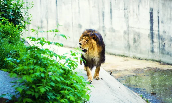 Bellissimo Leone possente — Foto Stock