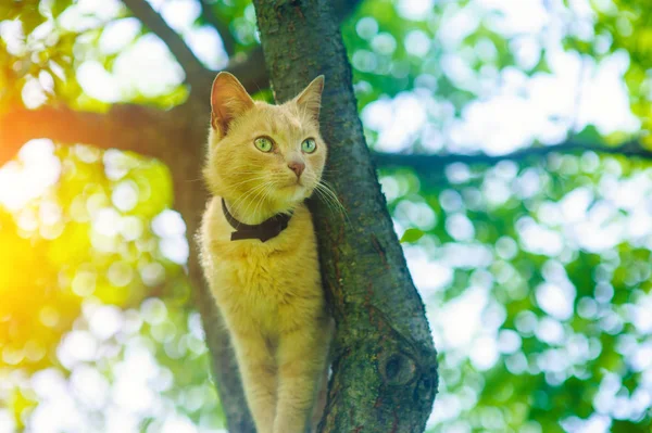 树上的红猫 — 图库照片