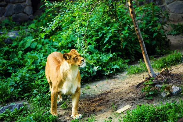 Ritratto di leonessa africana (Panthera leo ) — Foto Stock