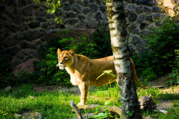 Egy afrikai oroszlán (Panthera leo portréja) — Stock Fotó