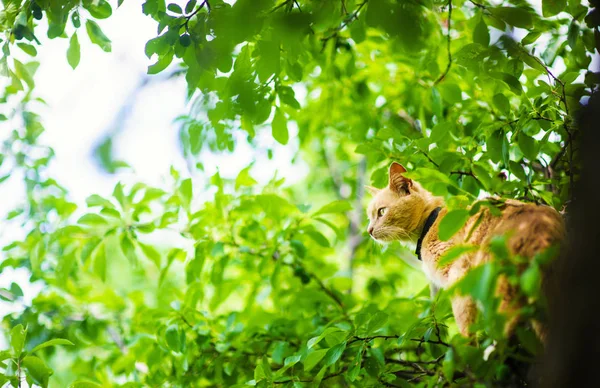 Chat rouge sur un arbre — Photo