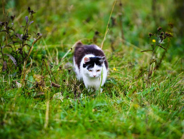 Caça gato saltando através de grama — Fotografia de Stock