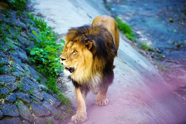 Beautiful Mighty Lion — Stock Photo, Image