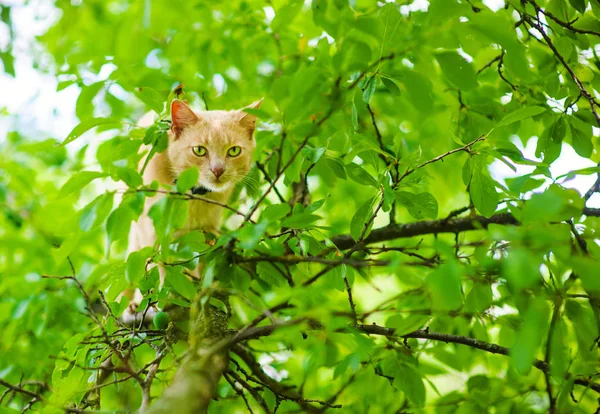 Gatto rosso su un albero — Foto Stock