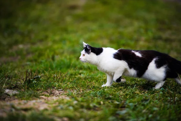 Jakt katt hoppa genom gräs — Stockfoto