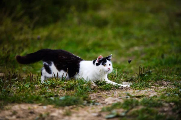 Jagdkatze springt durch Gras — Stockfoto