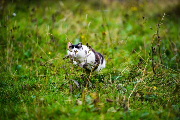 Caça gato saltando através de grama — Fotografia de Stock