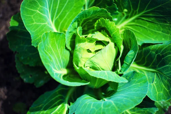 Grote kool in de tuin — Stockfoto