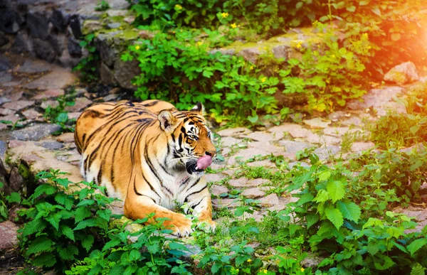 Bellissimo ritratto di tigre amur — Foto Stock