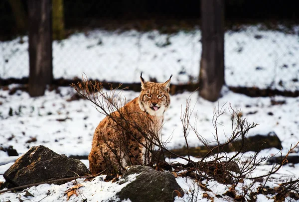 Lynx は雪の上 — ストック写真