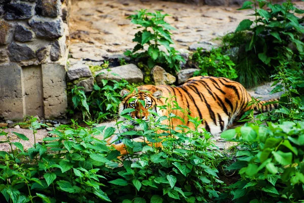 Hermoso retrato de tigre amur — Foto de Stock