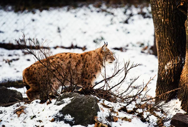 Lynx は雪の上 — ストック写真